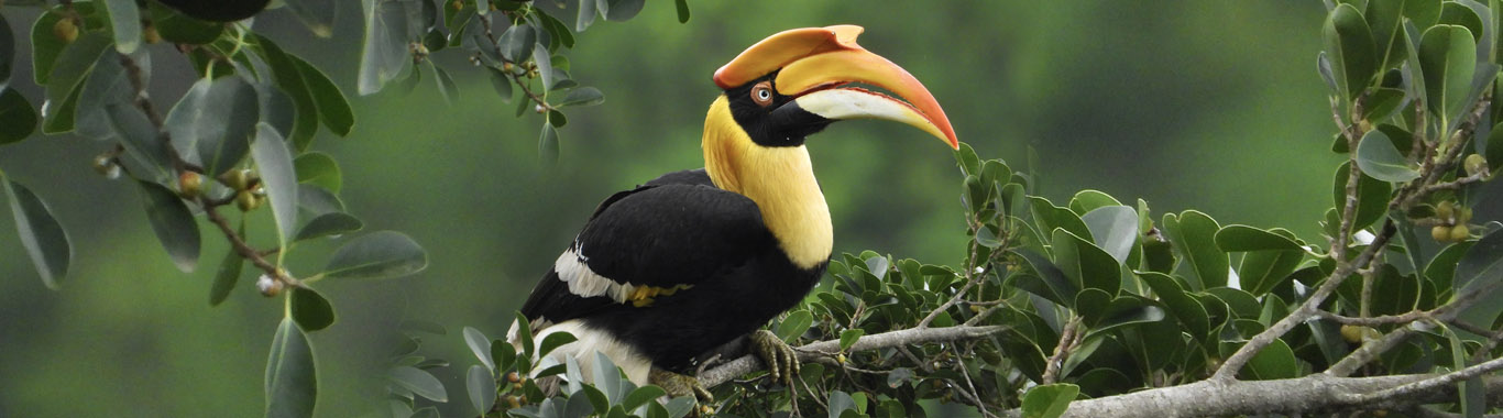 birding-tmb